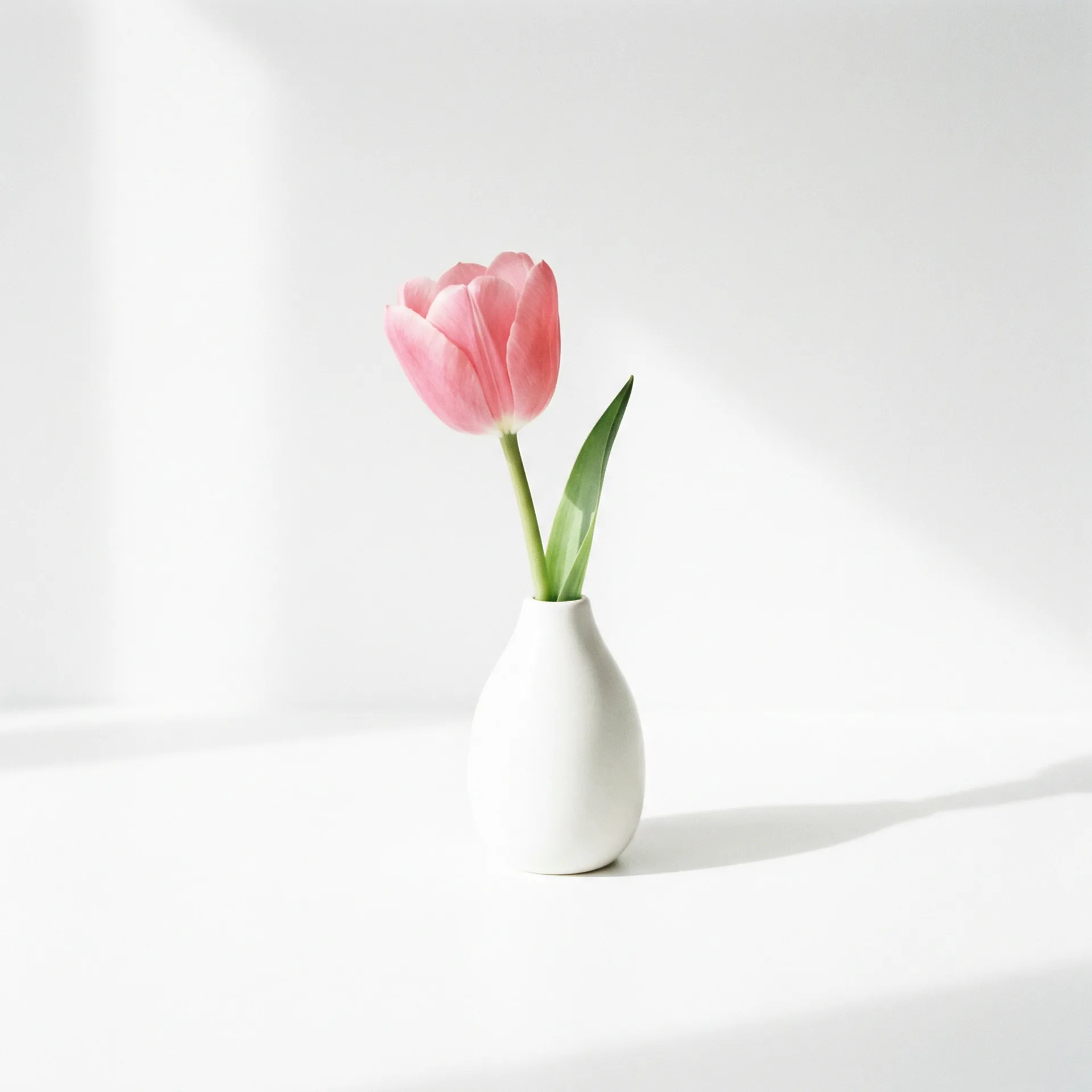 今日推荐粉色郁金香 - 小宝探花