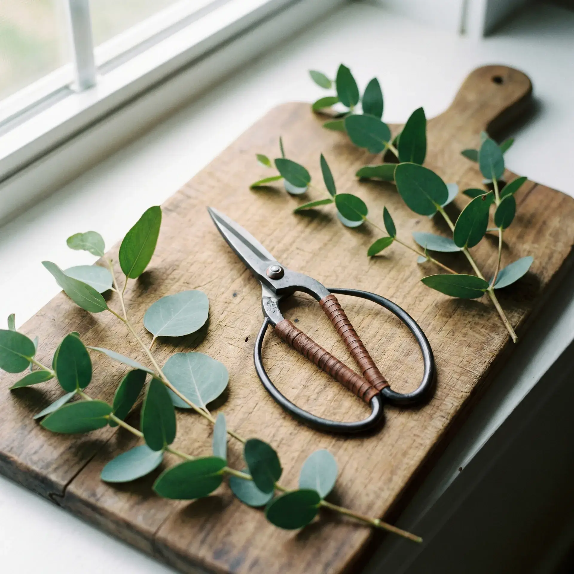 日式花艺剪刀与尤加利叶 - 小宝探花
